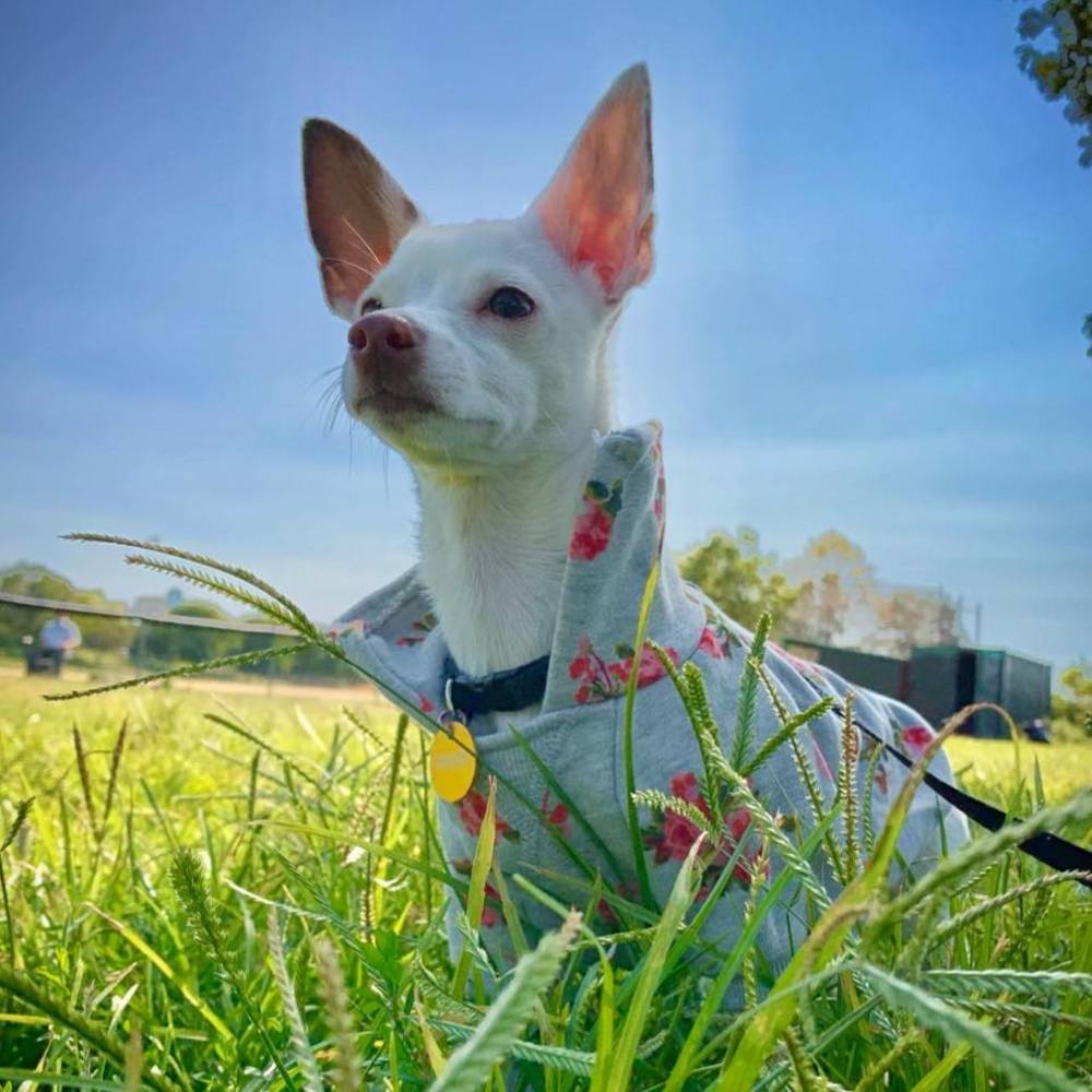 Meet your Posher, Trixie!